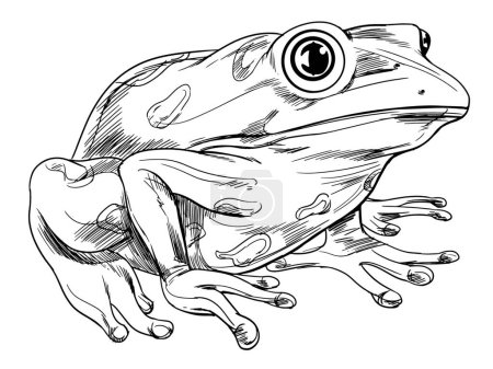 Illustration for Illustration of the Frog outline - Royalty Free Image