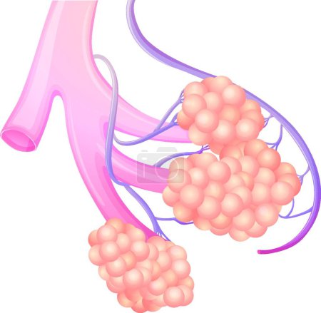 Illustration for Illustration of the Pulmonary alveolus - Royalty Free Image