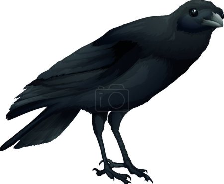 Ilustración de Ilustración del Corvus coronoides - Imagen libre de derechos