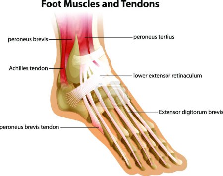 Illustration for "Foot Muscles and Tendons" - Royalty Free Image