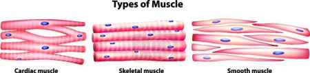 Illustration for Illustration of the Types of muscles - Royalty Free Image