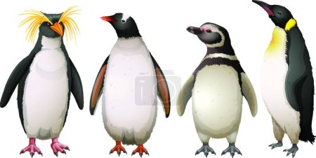 Illustration for Illustration of the Penguins - Royalty Free Image