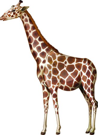 Illustration for Illustration of the  giraffe - Royalty Free Image