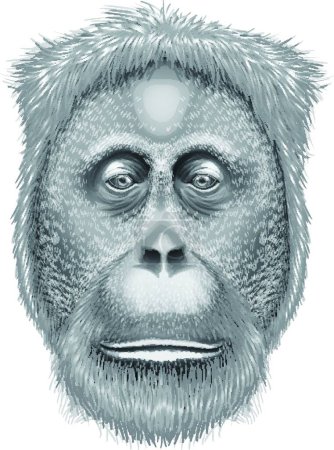Illustration for "A head of an orangutan" - Royalty Free Image