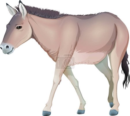 Illustration for Donkey, graphic vector illustration - Royalty Free Image