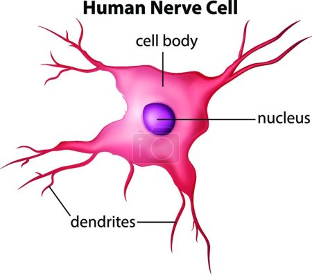 Illustration for Human nerve cell, graphic vector illustration - Royalty Free Image