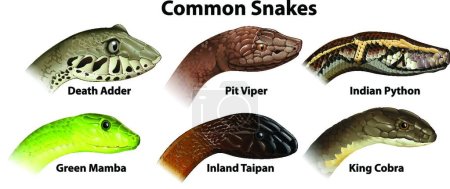 Téléchargez les illustrations : Serpents communs, illustration vectorielle graphique - en licence libre de droit