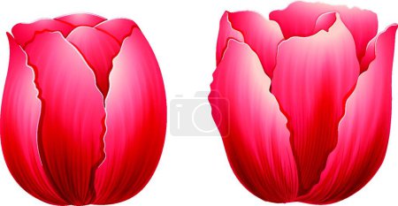 Ilustración de Flores de tulipán frescas, ilustración vectorial gráfica - Imagen libre de derechos
