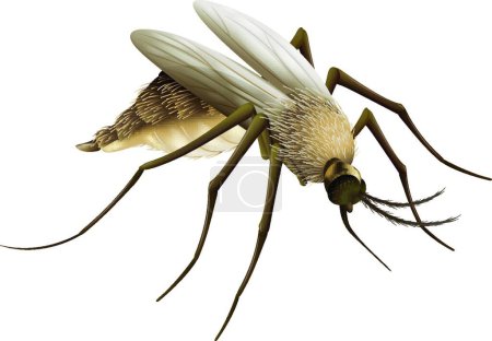 Ilustración de Mosquito, ilustración vectorial gráfica - Imagen libre de derechos