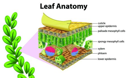 Téléchargez les illustrations : Anatomie des feuilles, illustration vectorielle graphique - en licence libre de droit