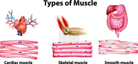 Illustration for Types of muscle  vector illustration - Royalty Free Image
