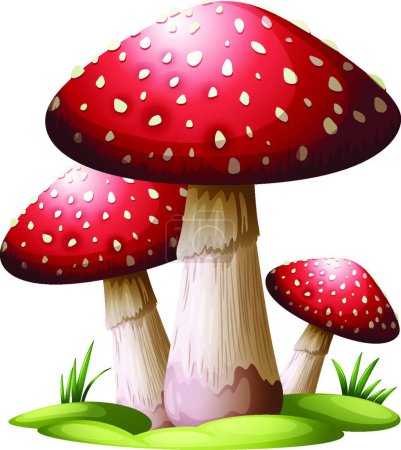 Illustration for Red fly agaric mushrooms vector illustration - Royalty Free Image