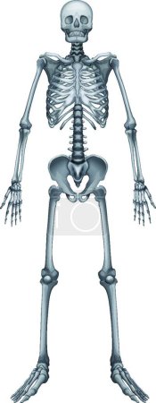 Téléchargez les illustrations : Illustration du squelette humain - en licence libre de droit