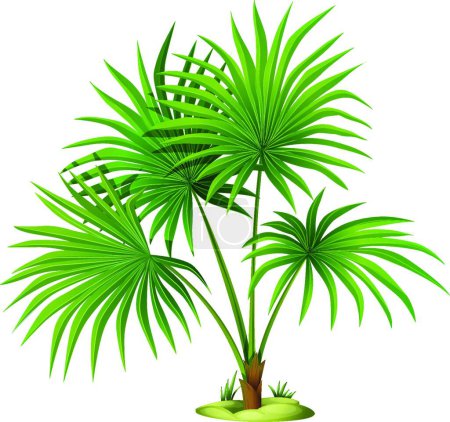 Illustration for Washingtonia robusta  vector illustration - Royalty Free Image