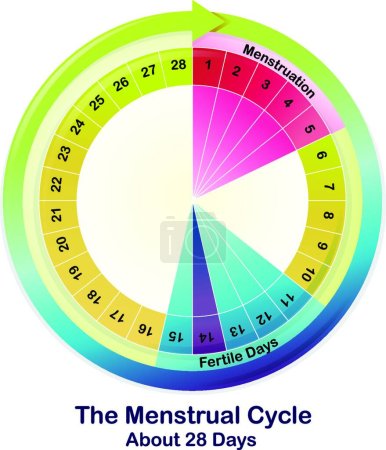 Illustration for The Menstrual Cycle vector illustration - Royalty Free Image