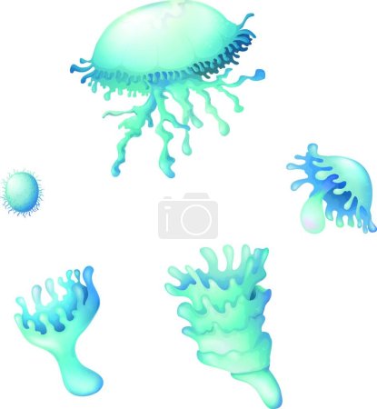 Téléchargez les illustrations : Illustration vectorielle du cycle de vie des méduses - en licence libre de droit