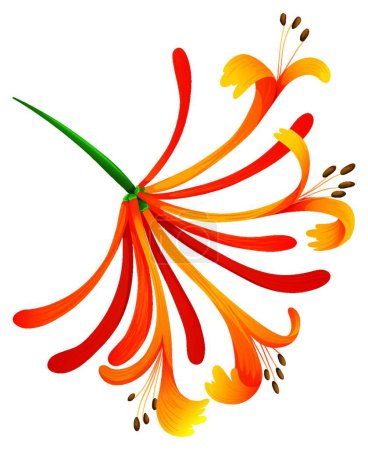 Illustration for Mandarin Honeysuckle vector illustration - Royalty Free Image