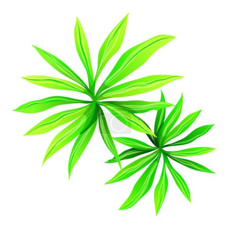 Ilustración de "Vista superior de una planta con hojas alargadas
" - Imagen libre de derechos