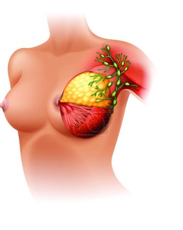 Téléchargez les illustrations : Illustration vectorielle d'anatomie mammaire - en licence libre de droit