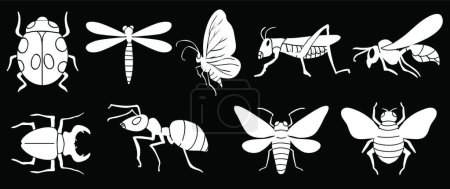 Téléchargez les illustrations : Illustration vectorielle de différents insectes - en licence libre de droit