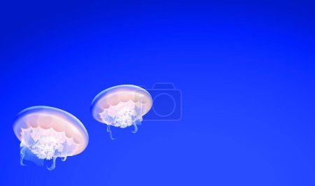 Illustration for Jellies floating vector illustration - Royalty Free Image