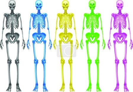Illustration for Coloured skeletons vector illustration - Royalty Free Image