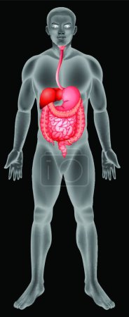 Ilustración de Sistema digestivo, ilustración simple del icono de la tela - Imagen libre de derechos