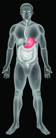 Téléchargez les illustrations : Illustration vectorielle du système digestif de l'estomac - en licence libre de droit