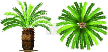 Ilustración de Sogo palmera vector ilustración - Imagen libre de derechos