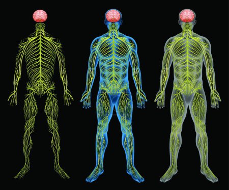 Ilustración de La ilustración del vector del sistema nervioso - Imagen libre de derechos