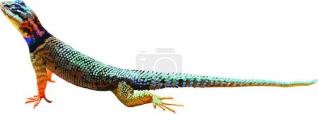 Ilustración de Un lagarto hermoso vector ilustración - Imagen libre de derechos