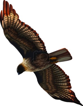 Ilustración de Un águila hermosa ilustración vectorial - Imagen libre de derechos