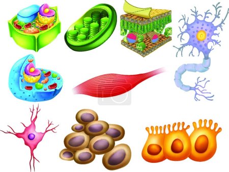 Téléchargez les illustrations : Différentes cellules biologiques belle illustration vectorielle - en licence libre de droit