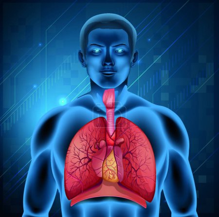 Téléchargez les illustrations : Illustration du système respiratoire humain - en licence libre de droit