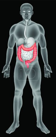 Ilustración de La ilustración del vector del intestino grueso - Imagen libre de derechos