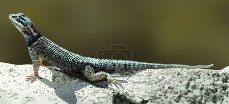 Illustration for A lizard animal vector illustration - Royalty Free Image