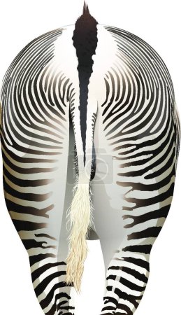 Illustration for Zebra animal vector illustration - Royalty Free Image