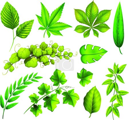 Ilustración de Diferentes hojas hermoso vector ilustración - Imagen libre de derechos
