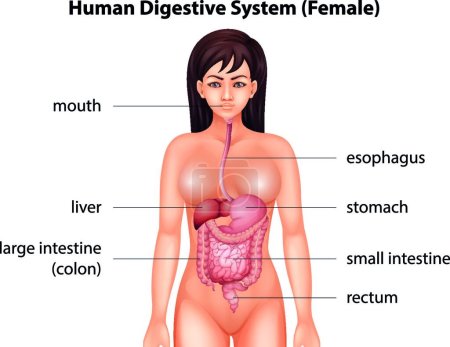 Téléchargez les illustrations : Illustration du système digestif humain - en licence libre de droit
