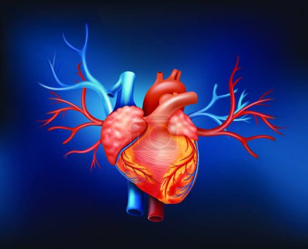 Illustration for A human heart vector illustration - Royalty Free Image