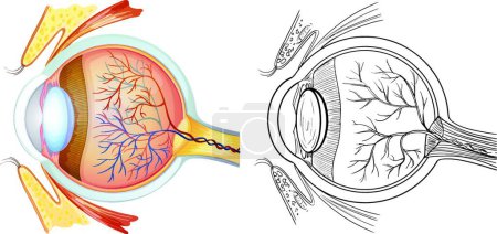 Illustration for Eye anatomy vector illustration - Royalty Free Image