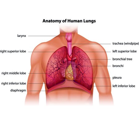 Illustration for Human Lungs Anatomy vector illustration - Royalty Free Image