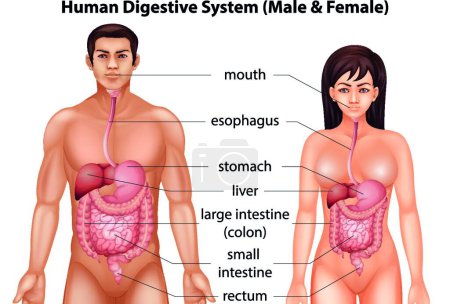 Ilustración de Ilustración del sistema digestivo humano - Imagen libre de derechos