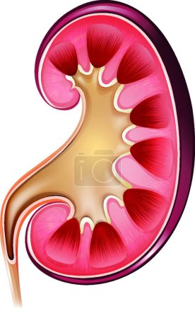 Illustration for Kidney anatomy vector illustration - Royalty Free Image