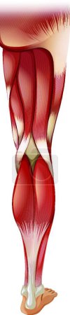 Téléchargez les illustrations : Illustration vectorielle de l'anatomie musculaire des jambes - en licence libre de droit