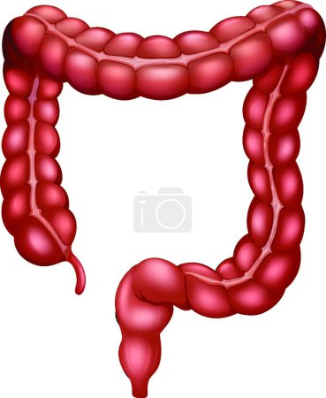 Ilustración de Ilustración de vectores de anatomía del intestino grueso - Imagen libre de derechos