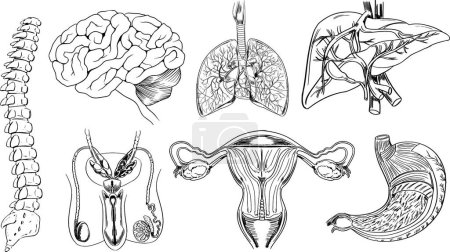 Ilustración de Conjunto de órganos humanos, ilustración vectorial - Imagen libre de derechos