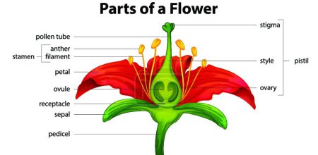 Illustration for Flower beautiful vector illustration - Royalty Free Image
