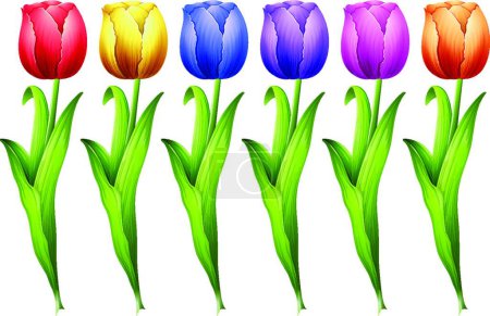 Illustration for Tulips beautiful vector illustration - Royalty Free Image