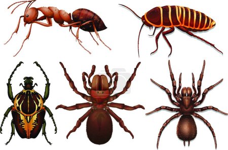 Téléchargez les illustrations : Illustration des différents insectes - en licence libre de droit